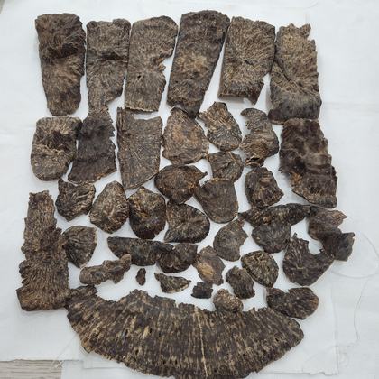 Natural oud stump part from Central Vietnam – Special - sweet woody warmth